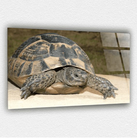 Kaplumbağa Cam Tablo